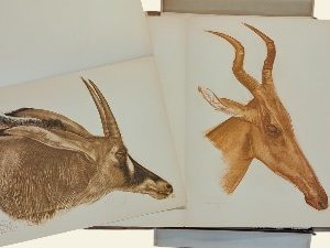 Dessins et peintures d'Afrique. Éxecutés au cours de l'Expédition Citroën Centre Afrique